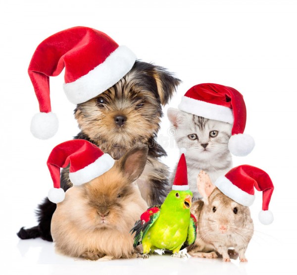pets christmas