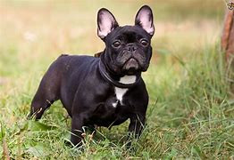 Franch